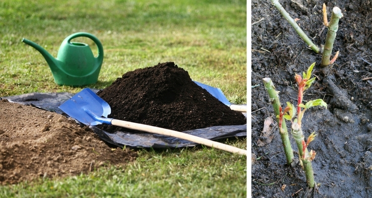 Tips for Planting Roses