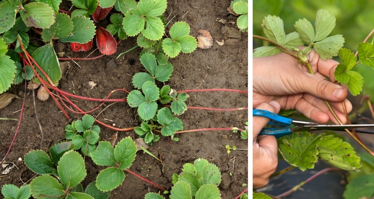 baby strawberry plant