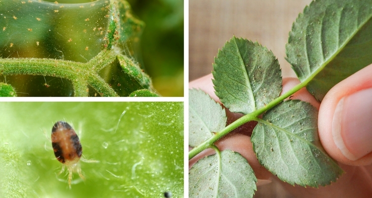 Types of houseplant bugs: Who they are and what to do about them