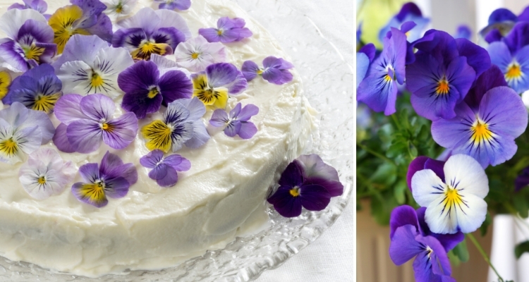 Pansies Cake Decorating Photos