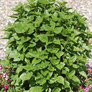 Get to Know Basil