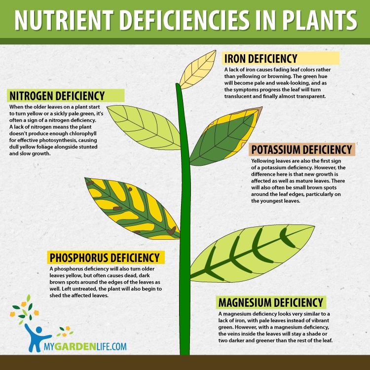 PLANT MINERAL NUTRITION [CSEC BIOLOGY]