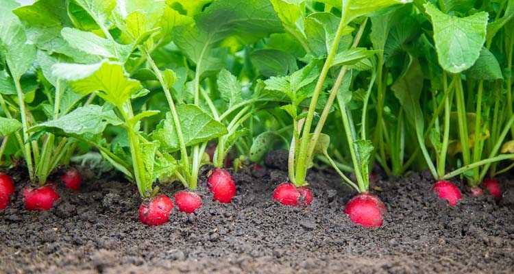 When to Harvest Garden Vegetables
