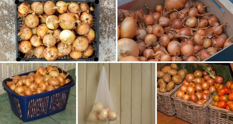 Guide to Harvesting, Curing and Storing Onions