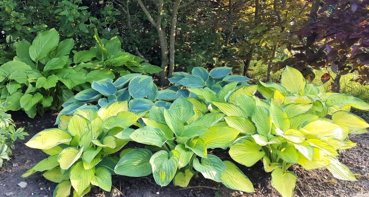 Image of Hosta black walnut companion plant