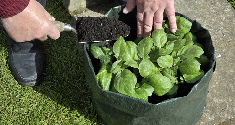 Gardening in Grow Bags, Answers to All Your Questions